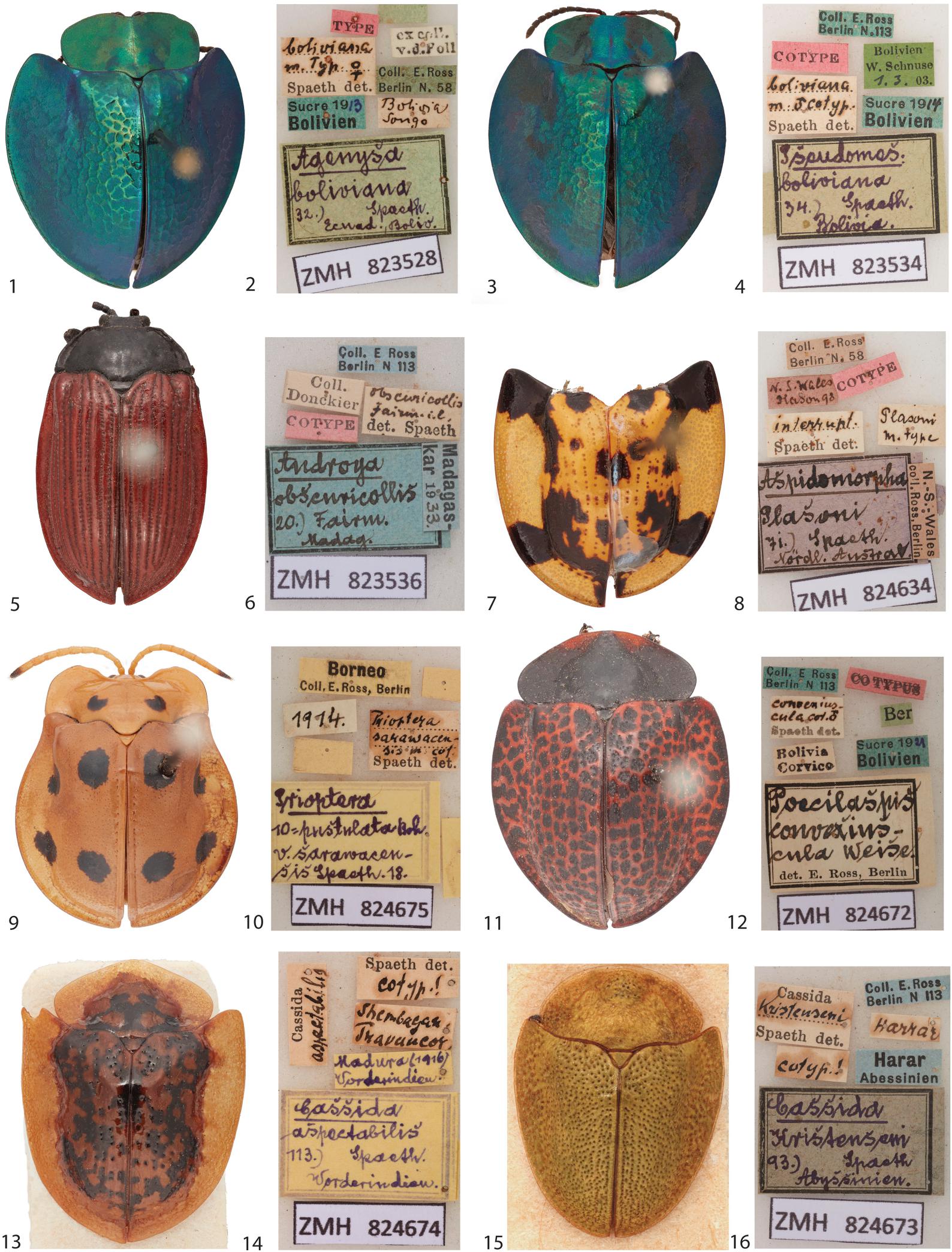 A Catalog of the Tortoise Beetle (Coleoptera Chrysomelidae Cassidinae) Collection Deposited in the Zoological Museum Hamburg (ZMH)