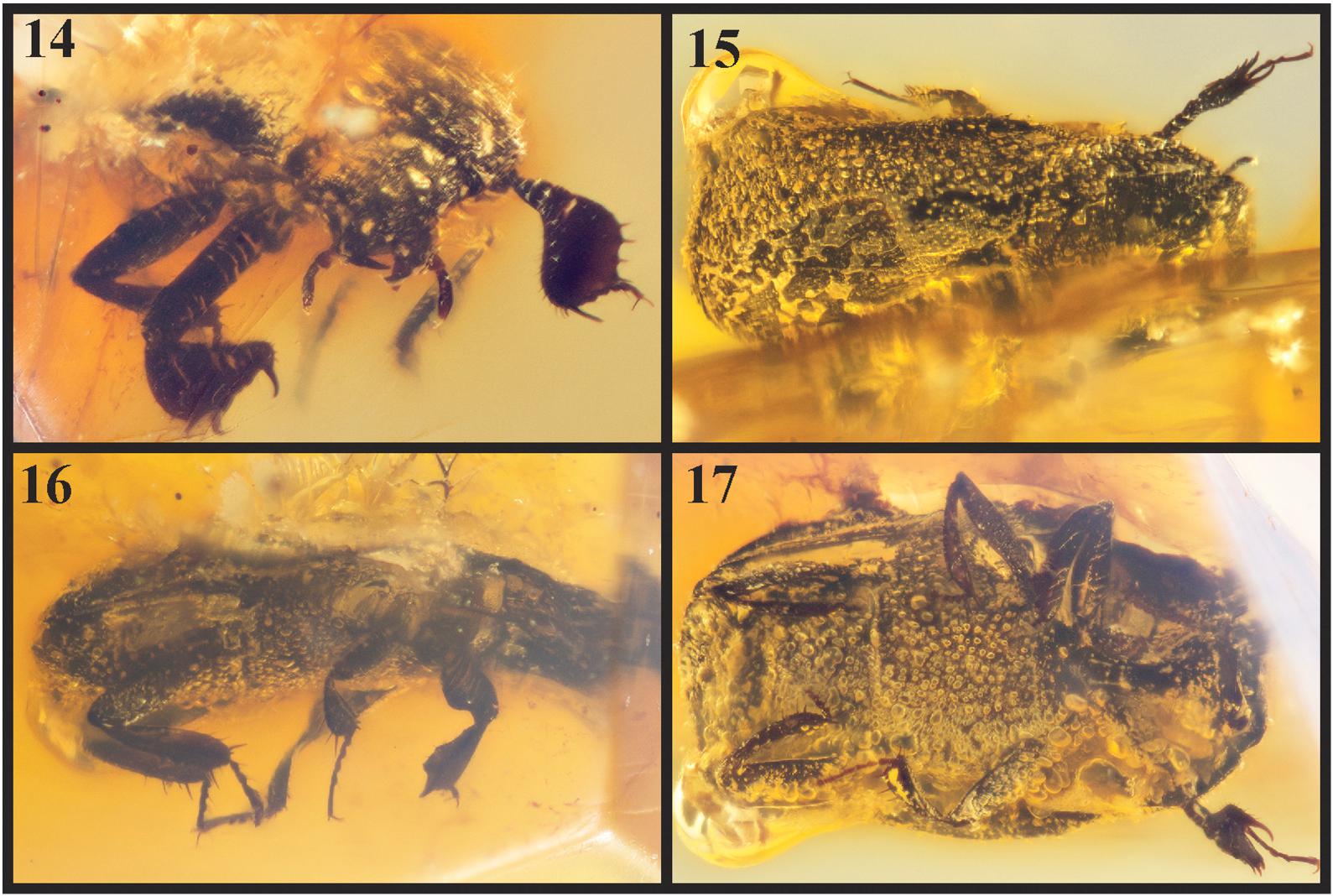 New Fossil Histerid Species from Cretaceous Amber (Coleoptera: Histeridae)