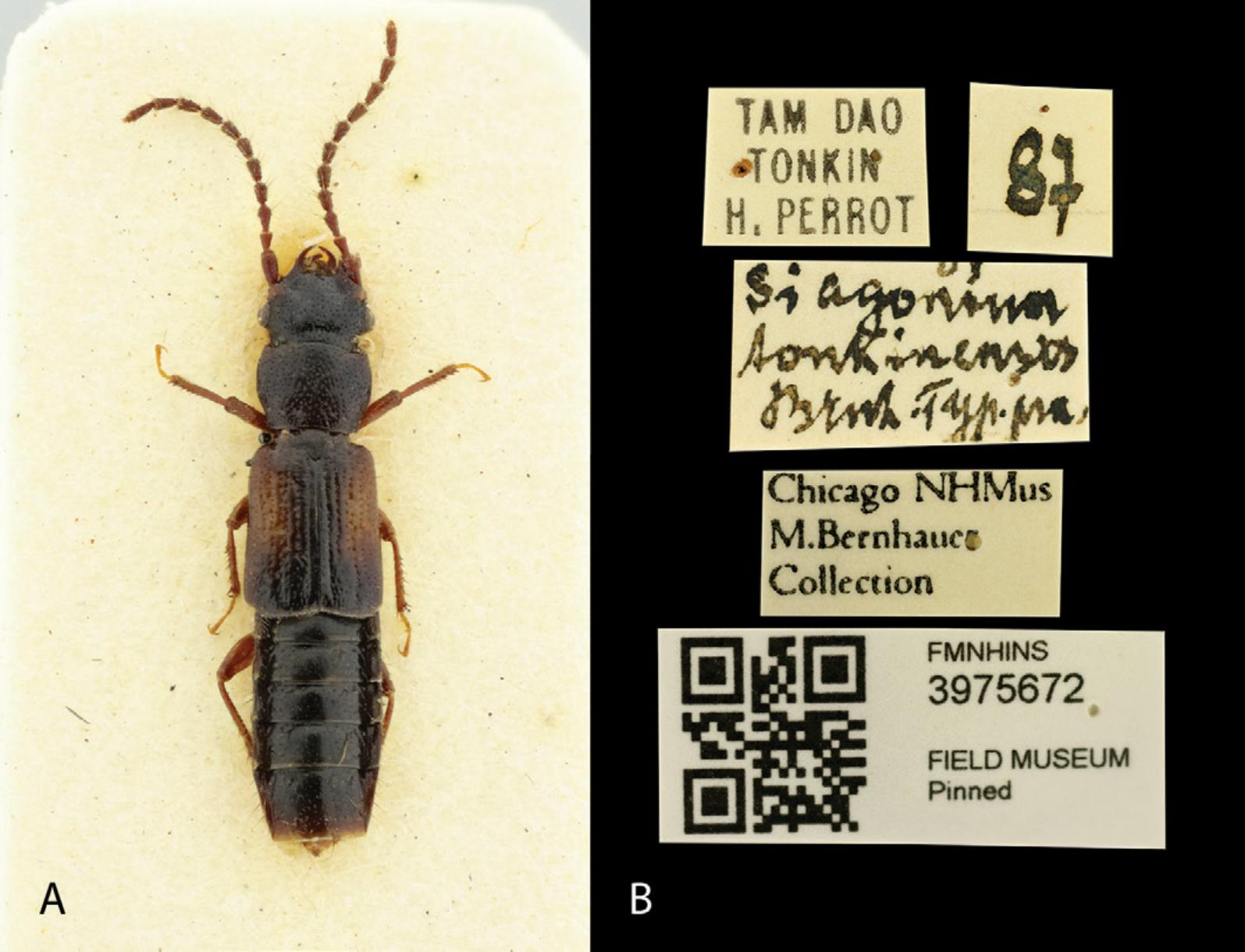 First Record Of Siagonium Kirby And Spence From Vietnam (coleoptera 