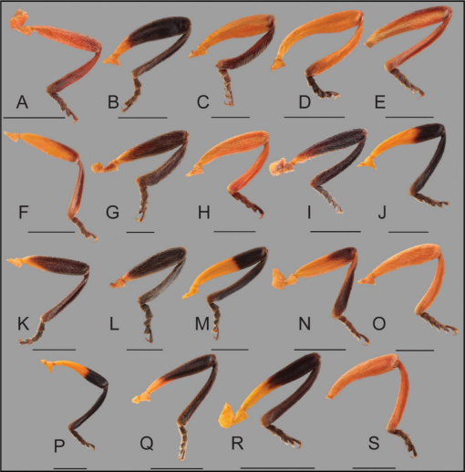 Revision and Phylogeny of the West Indian Net-Winged Beetle Genus Thonalmus  Bourgeois, 1883 (Coleoptera: Elateroidea: Lycidae): An Integrative Approach  to Solve 260 Years of Unsettled Taxonomy