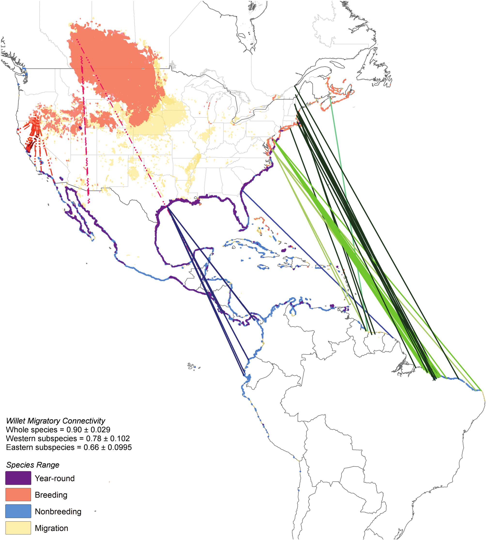 Strong migratory connectivity indicates Willets need subspecies ...