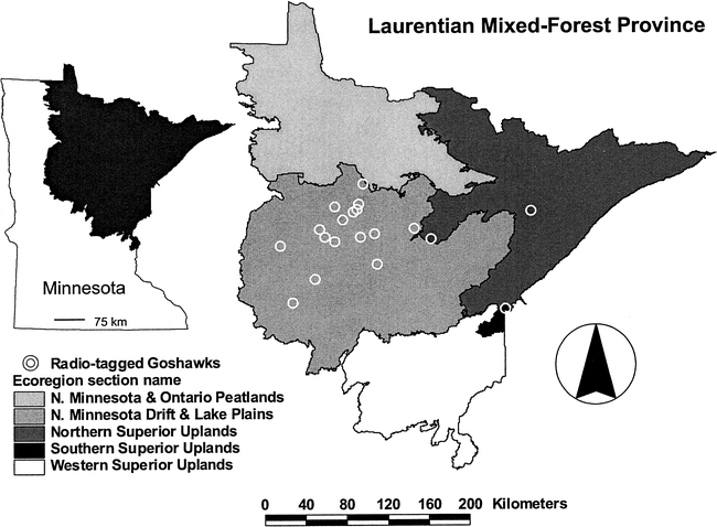 HOME RANGE AND RESIDENCY STATUS OF NORTHERN GOSHAWKS BREEDING IN MINNESOTA