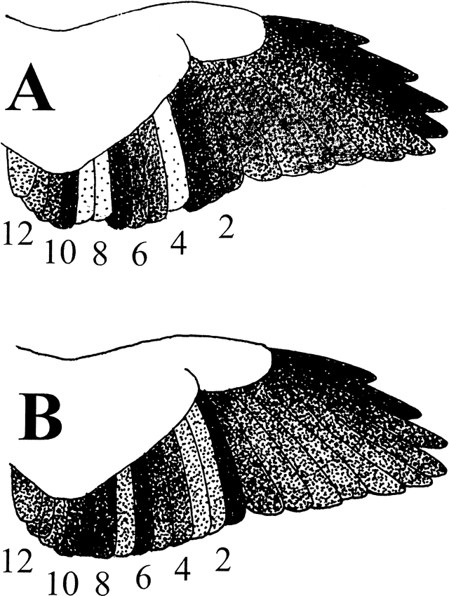 Remigial Molt Patterns In North American Falconiformes As Related To Age Sex Breeding Status 