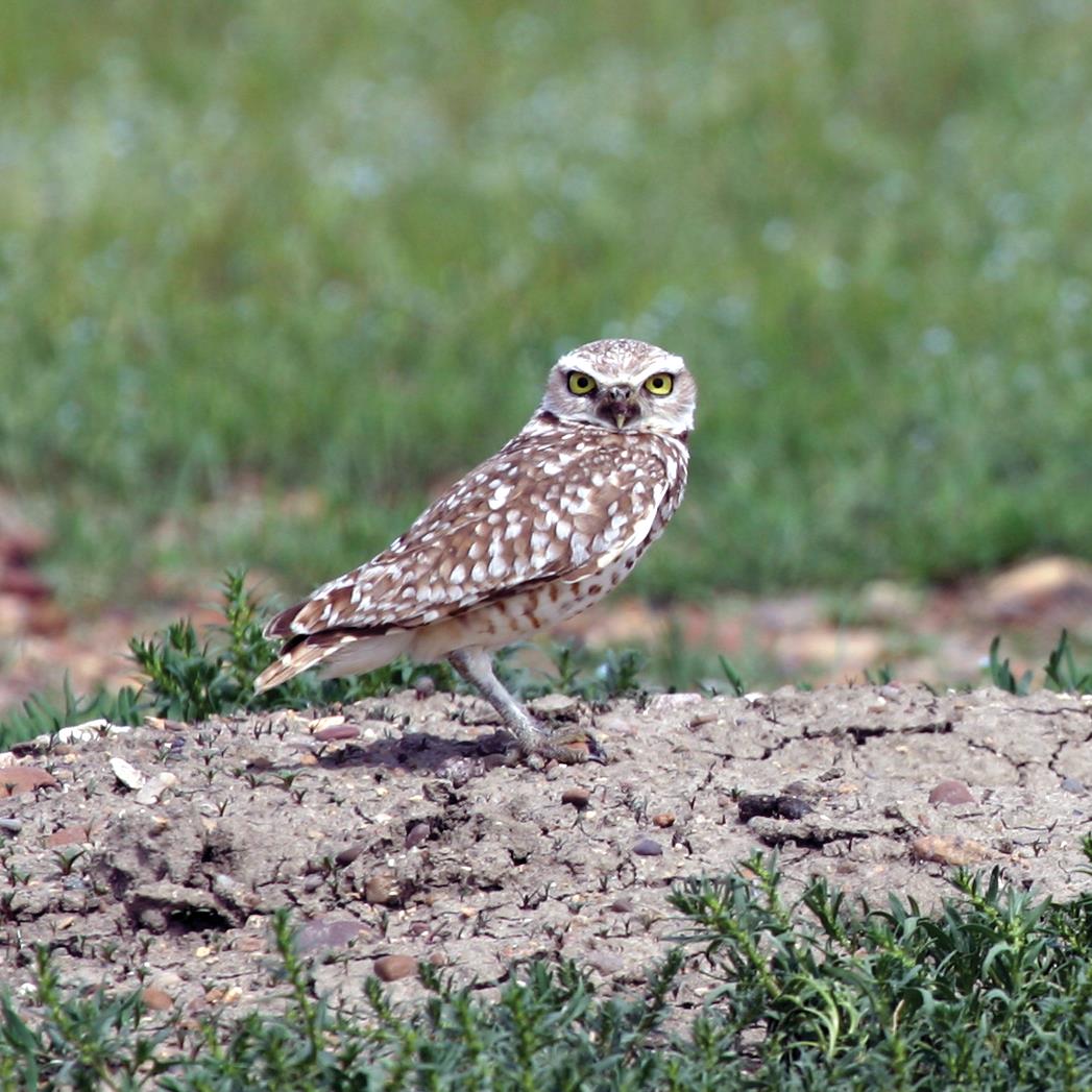 Factors affecting Burrowing Owl occupancy of prairie dog colonies