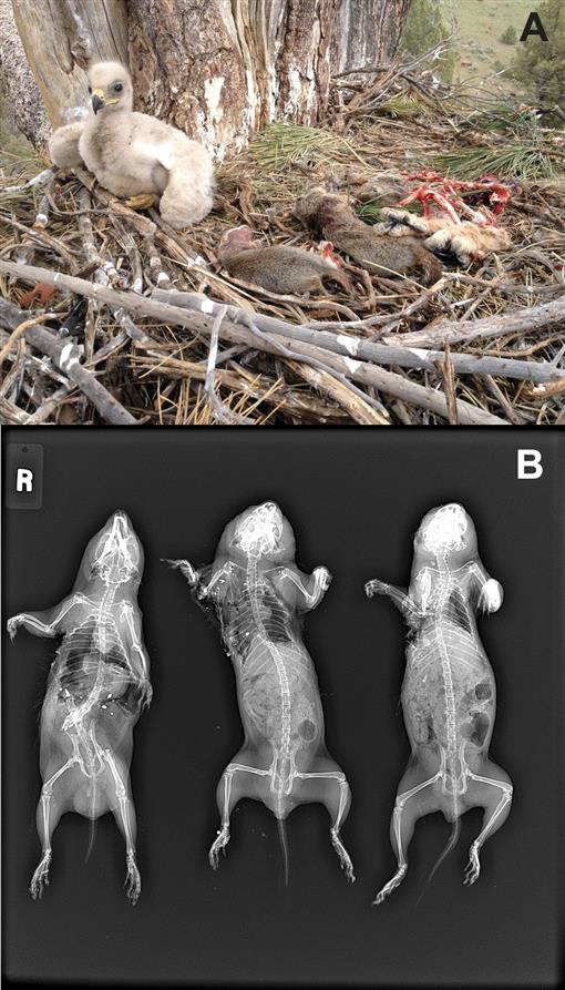 BP shows off carcasses of 90 'humanely' killed rats, calls for more of them