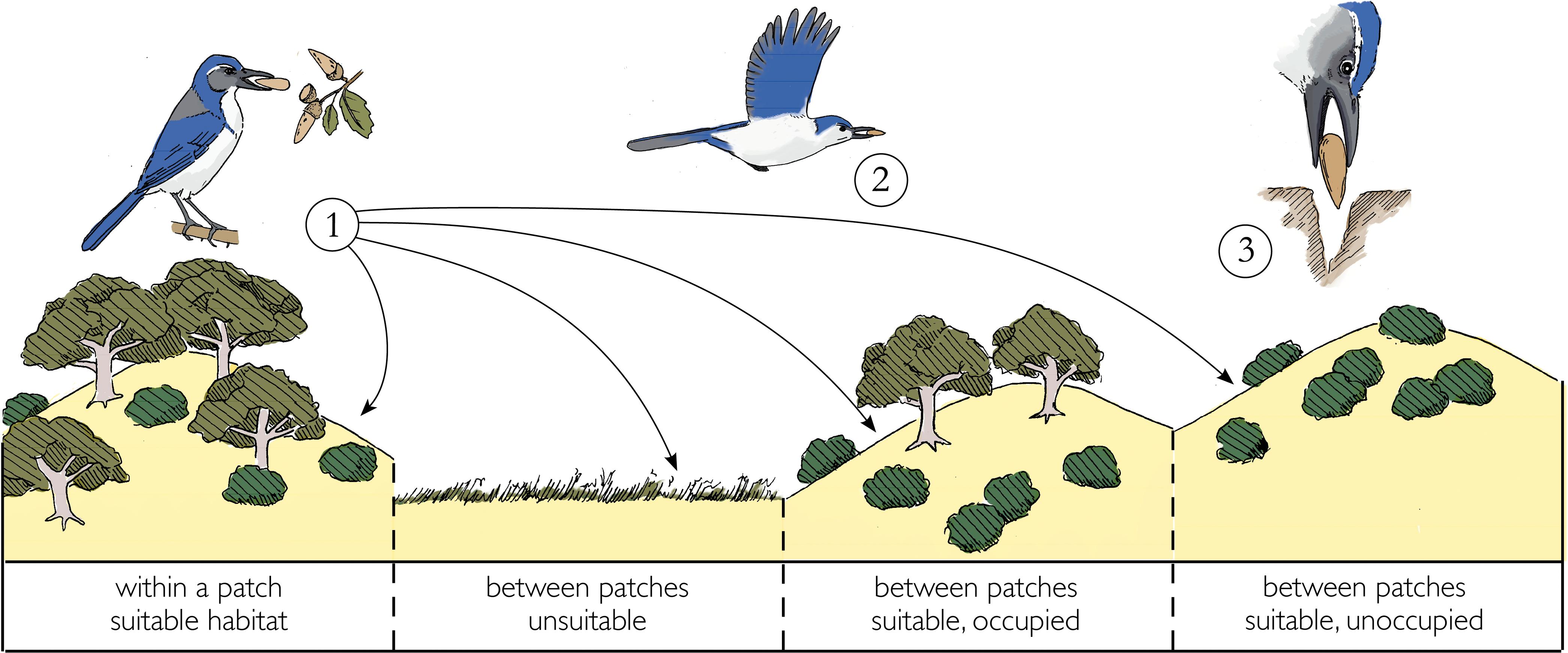 Scatter-hoarding corvids as seed dispersers for oaks and pines: A review of  a widely distributed mutualism and its utility to habitat restoration