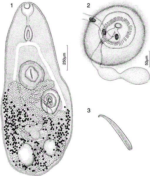 Heterophyopsis hawaiiensis n. sp. (Trematoda: Heterophyidae) from the ...