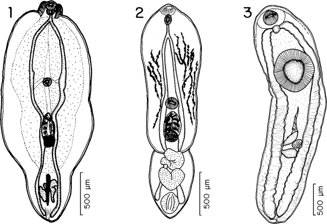 Helminths of Freshwater Fishes from the Metztitlán Canyon Reserve of ...