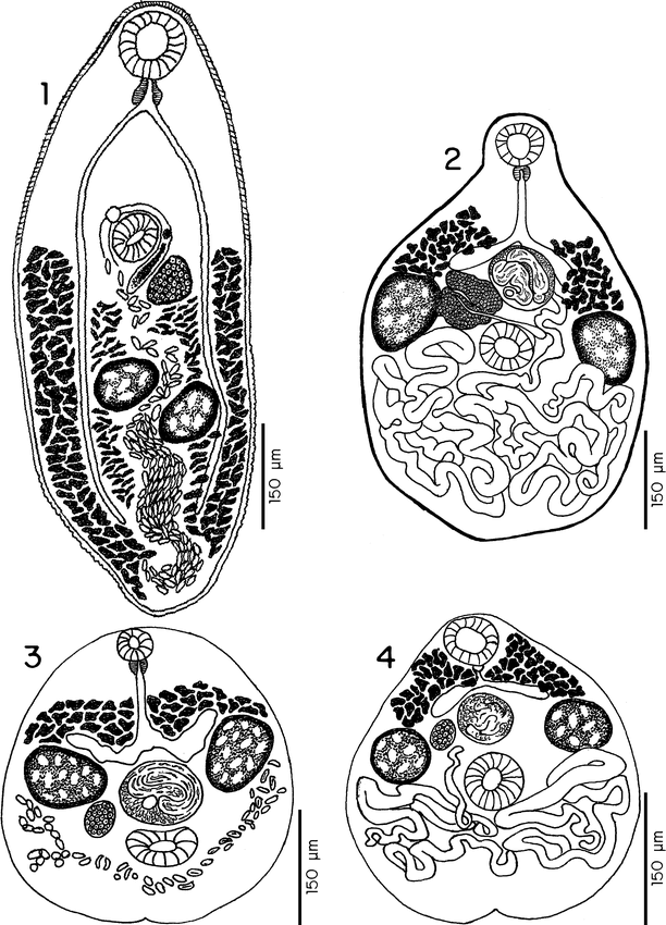 Digenetic Trematodes of Tadarida brasiliensis mexicana (Chiroptera ...