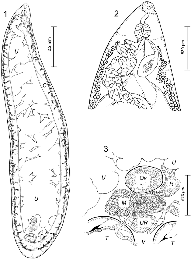 Wardianum Catoptrophori N. Sp. (digenea: Cyclocoelidae 