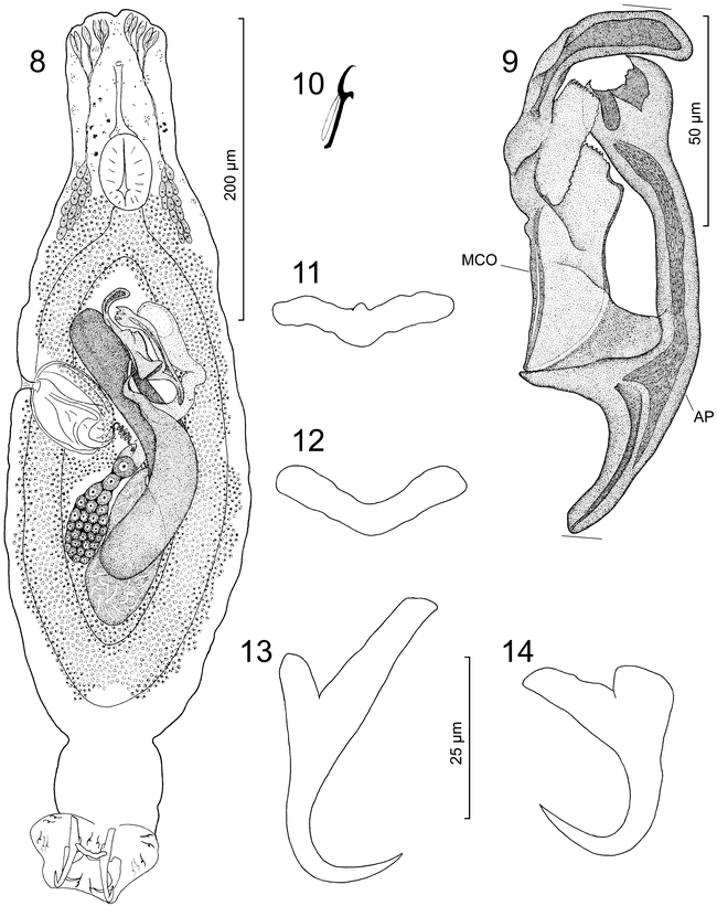 Dactylogyrids (Monogenoidea) Parasitizing the Gills of Spinefoots ...