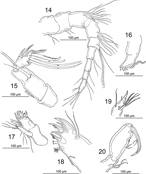 On the Morphology of Balaenophilus manatorum (Ortíz, Lalana, and Torres ...