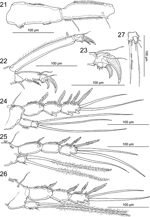 On the Morphology of Balaenophilus manatorum (Ortíz, Lalana, and Torres ...