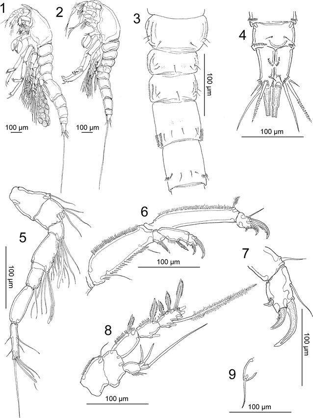 On The Morphology Of Balaenophilus Manatorum (Ortíz, Lalana, And Torres ...