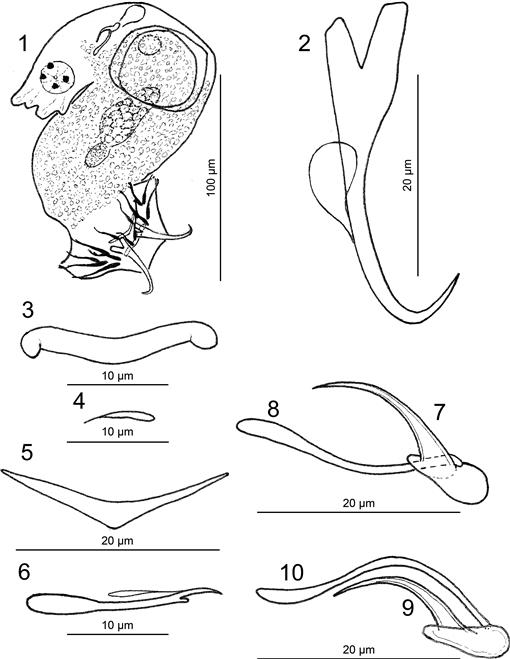 Dactylogyrus robisoni n. sp. (Monogenoidea: Dactylogyridae) from the ...