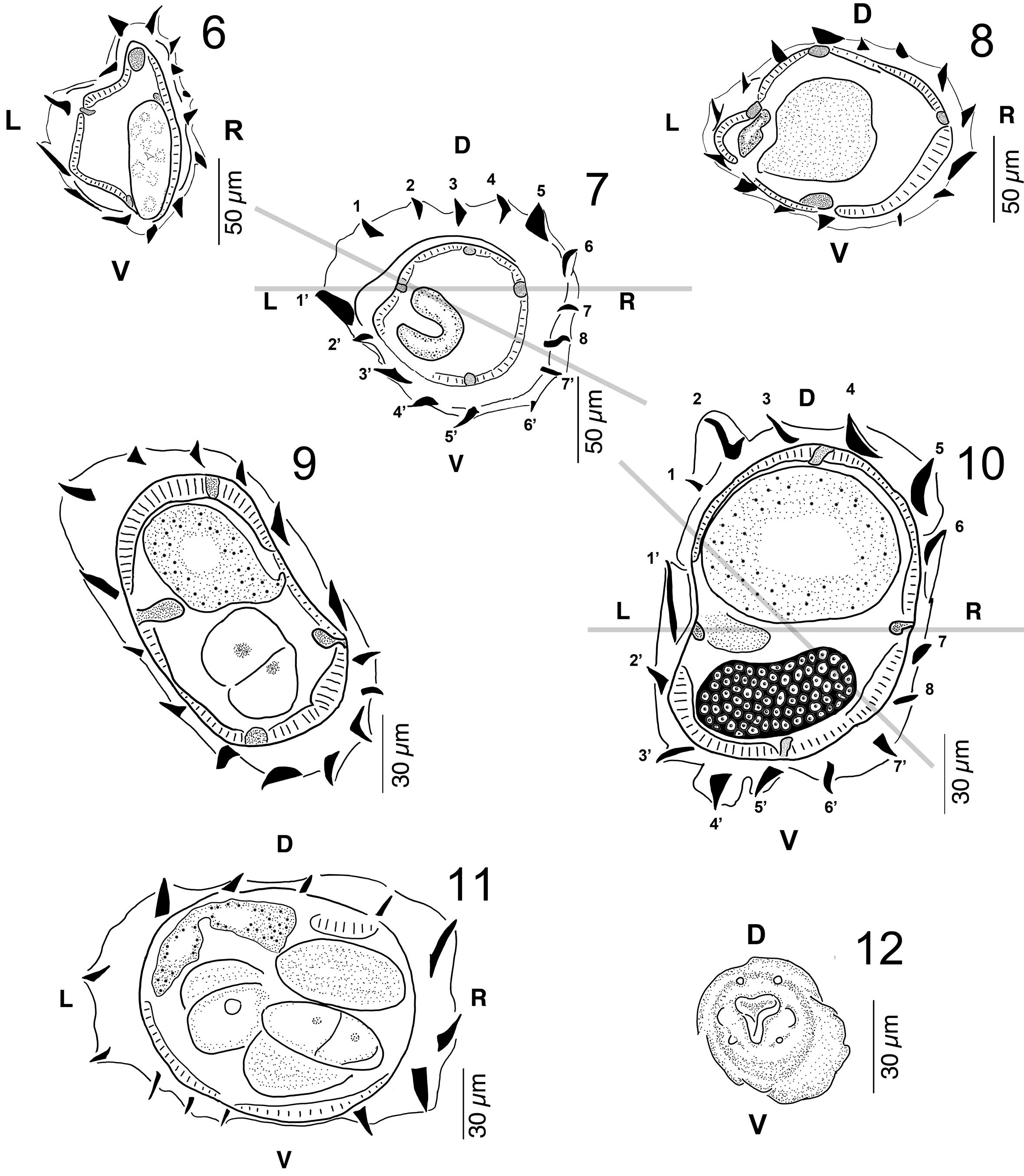 A New Species of Carolinensis (Nematoda: Heligmonellidae) from ...