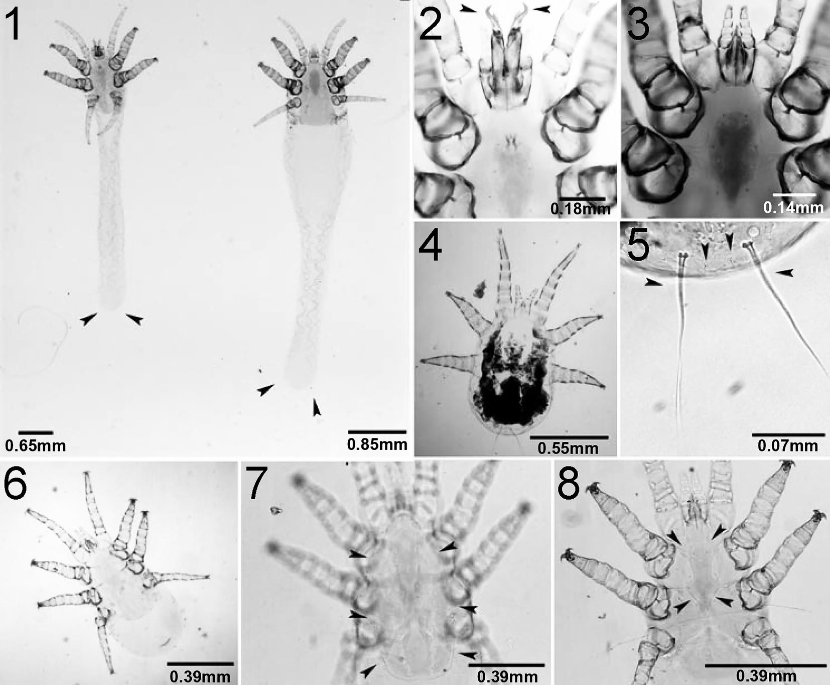 Infection Rates Of Orthohalarachne Attenuata And Orthohalarachne infection-rates-of-orthohalarachne-attenuata-and-orthohalarachne