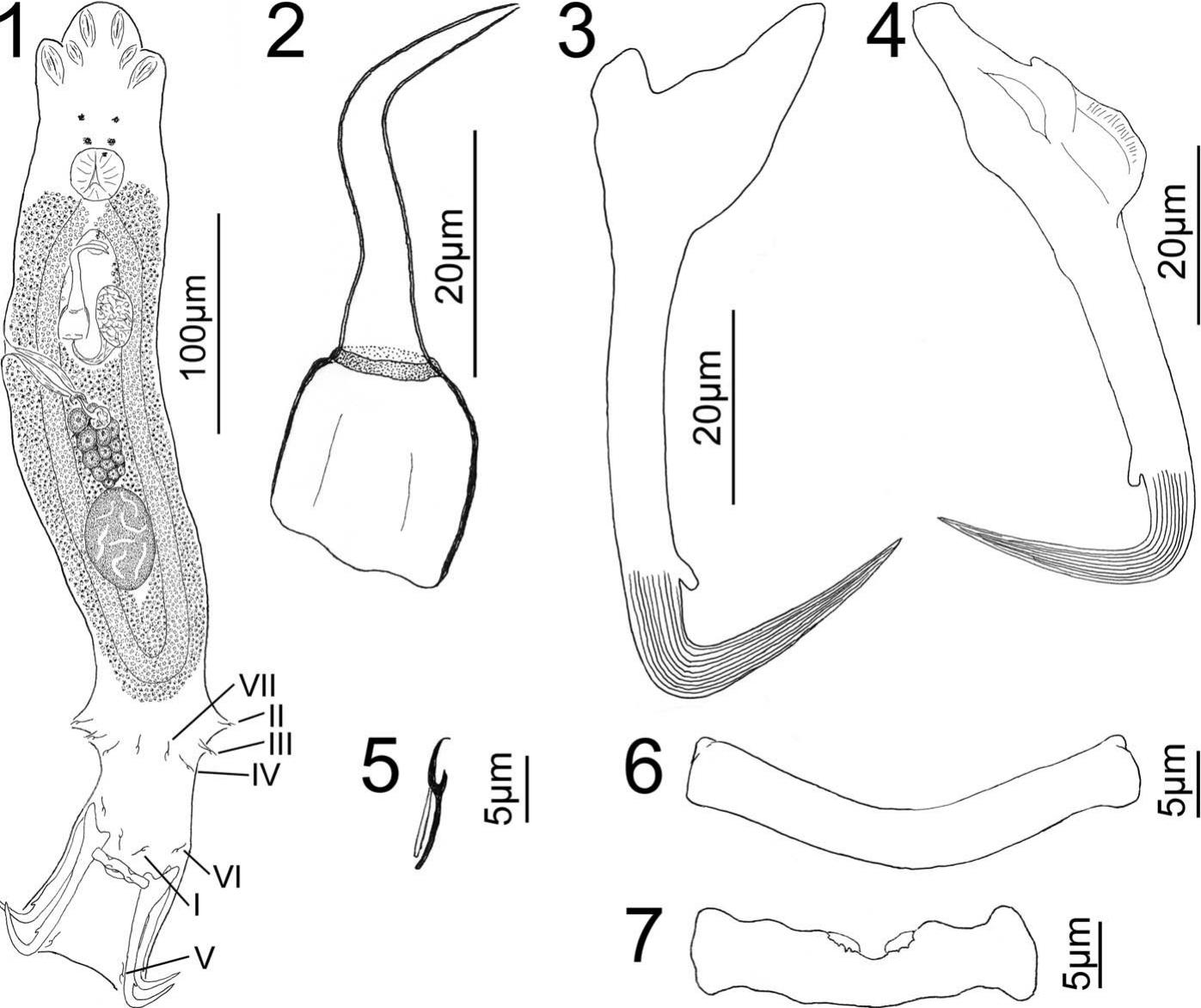 Haliotrematoides spp. (Monogenoidea: Dactylogyridae) Parasitizing the ...