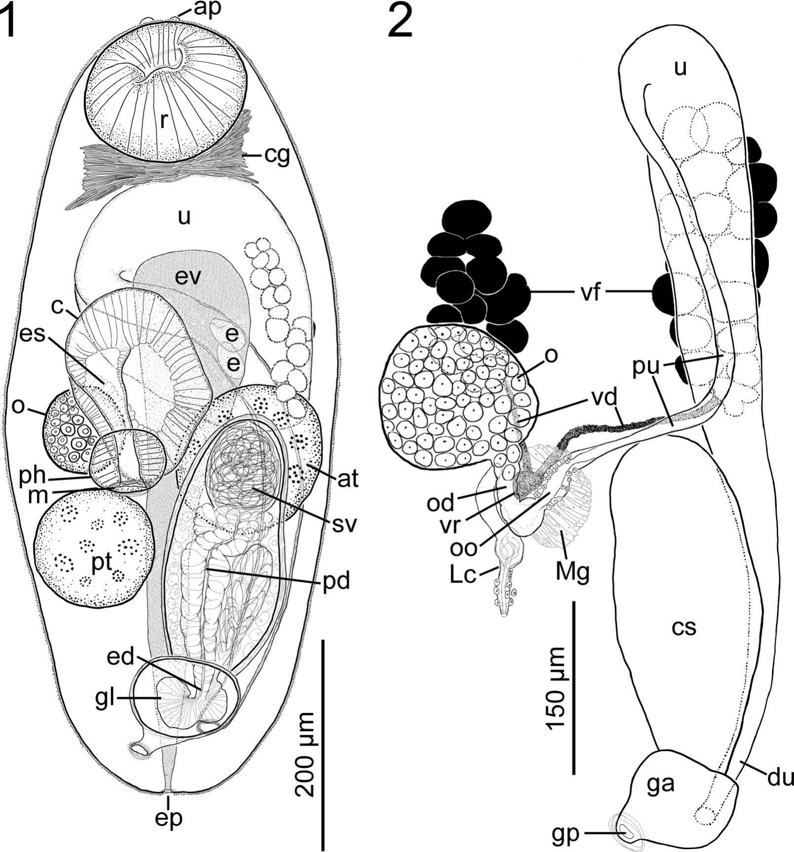 A New Species of Prosorhynchoides Dollfus, 1929 (Digenea: Bucephalidae ...