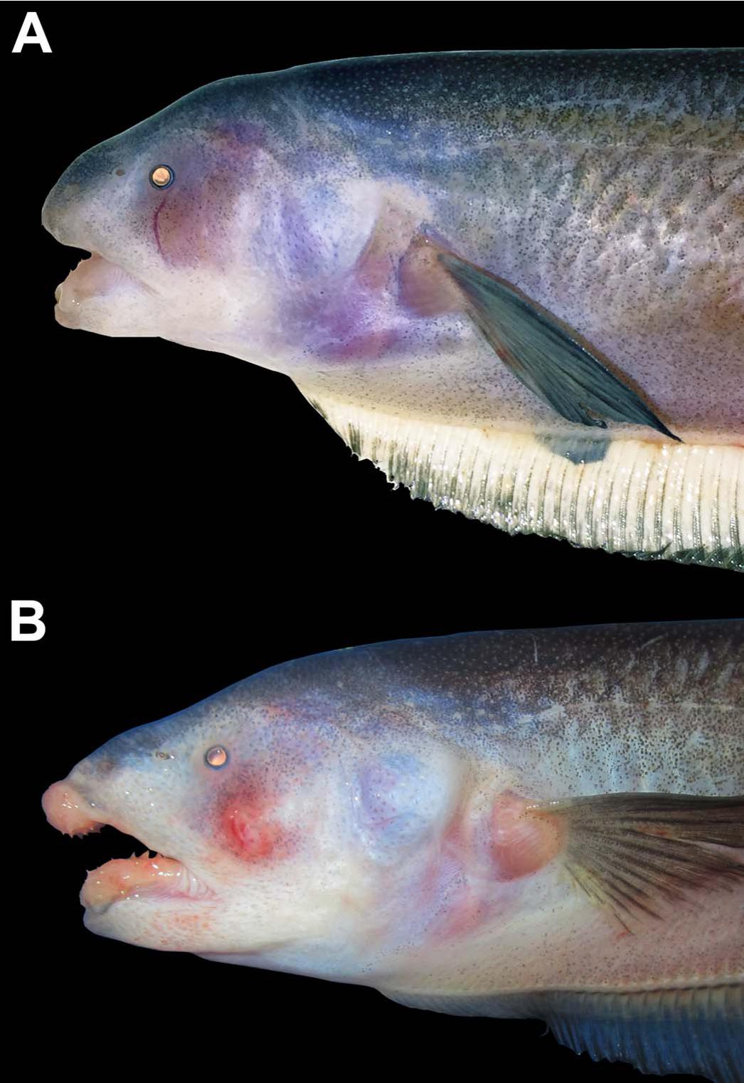 Hypermorphic Sexual Dimorphism in the Electric Knifefish Sternarchogiton labiatus ...