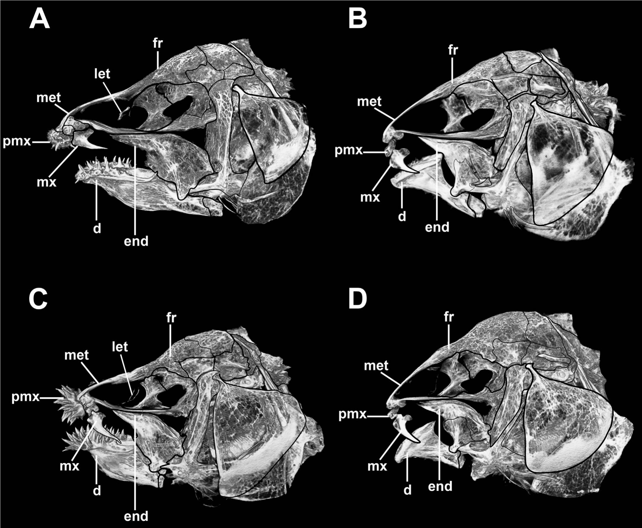 Hypermorphic Sexual Dimorphism in the Electric Knifefish Sternarchogiton labiatus ...