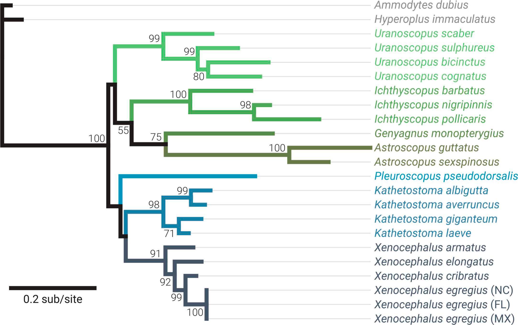 Redescription of the Deepwater Freckled Stargazer, Xenocephalus