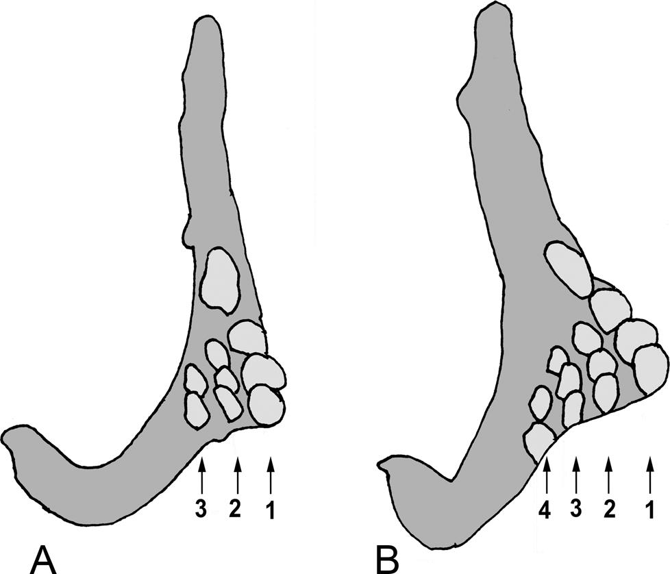 Teleost Skeletal Plasticity: Modulation, Adaptation, and Remodelling