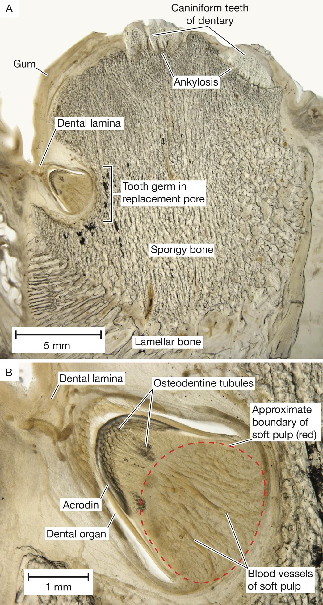 Functional and Developmental Morphology of Tooth Replacement in