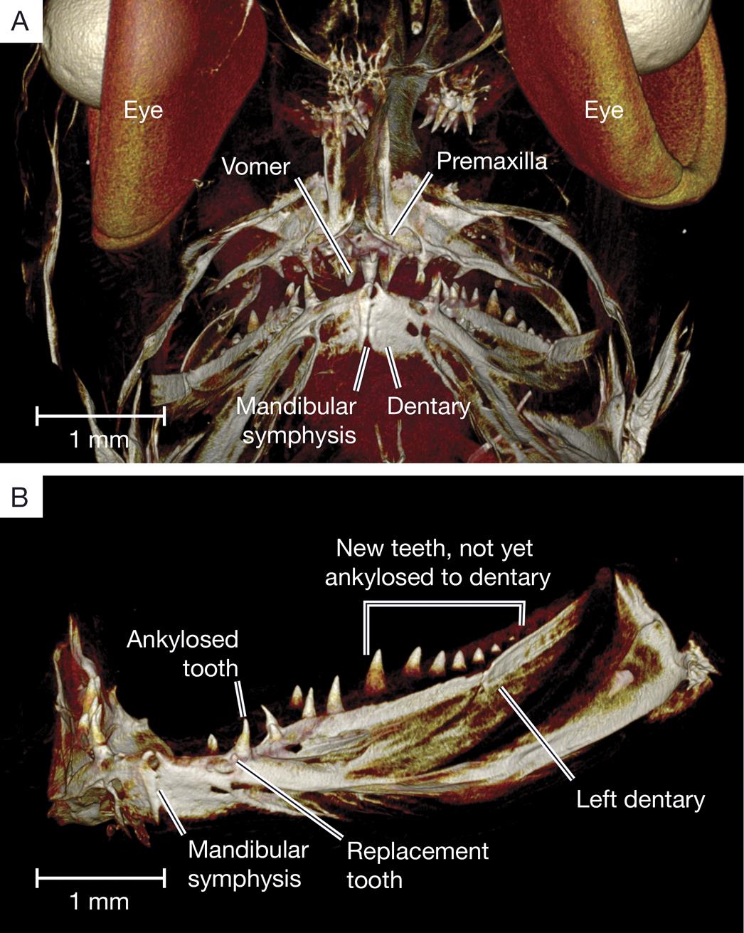 Functional and Developmental Morphology of Tooth Replacement in