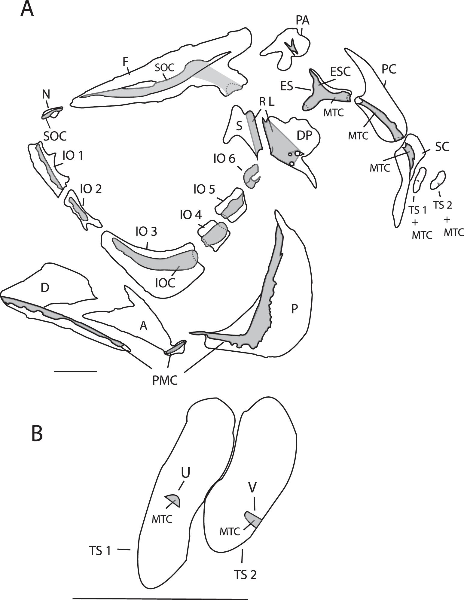 Description and Comparison of the Canals and Canal Branching Pattern of ...