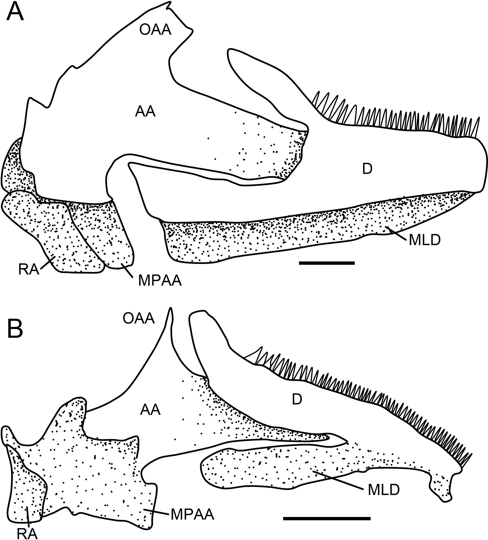 Morphological Evolution of the Cave-, Spring-, and Swampfishes of the ...