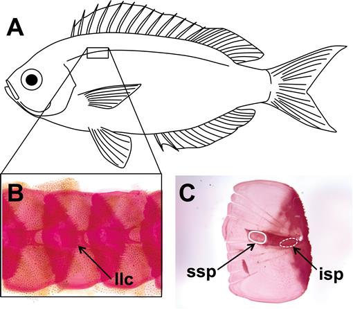 New Interpretation of the 3-D Configuration of Lateral Line Scales