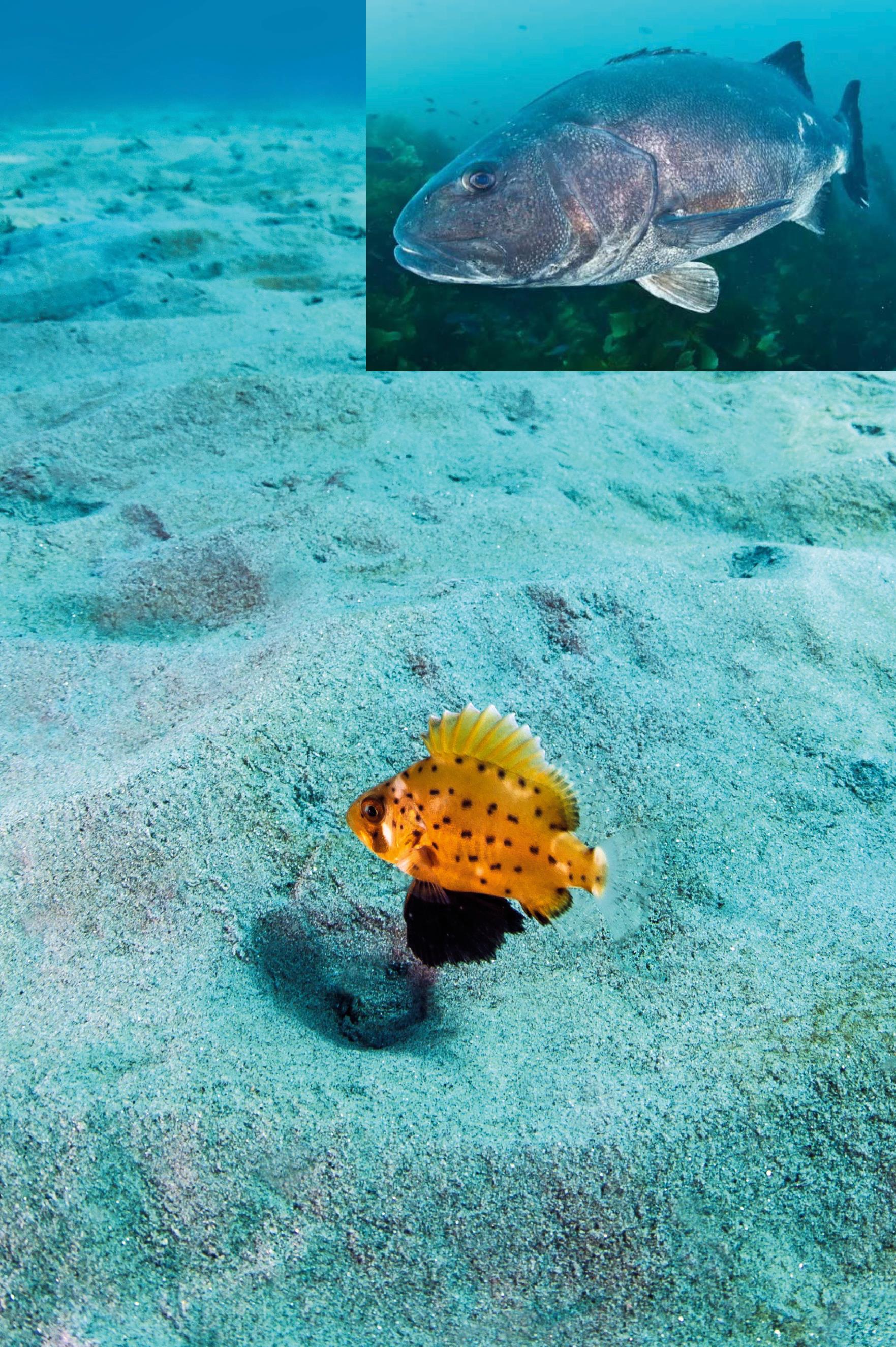 giant sea bass juvenile