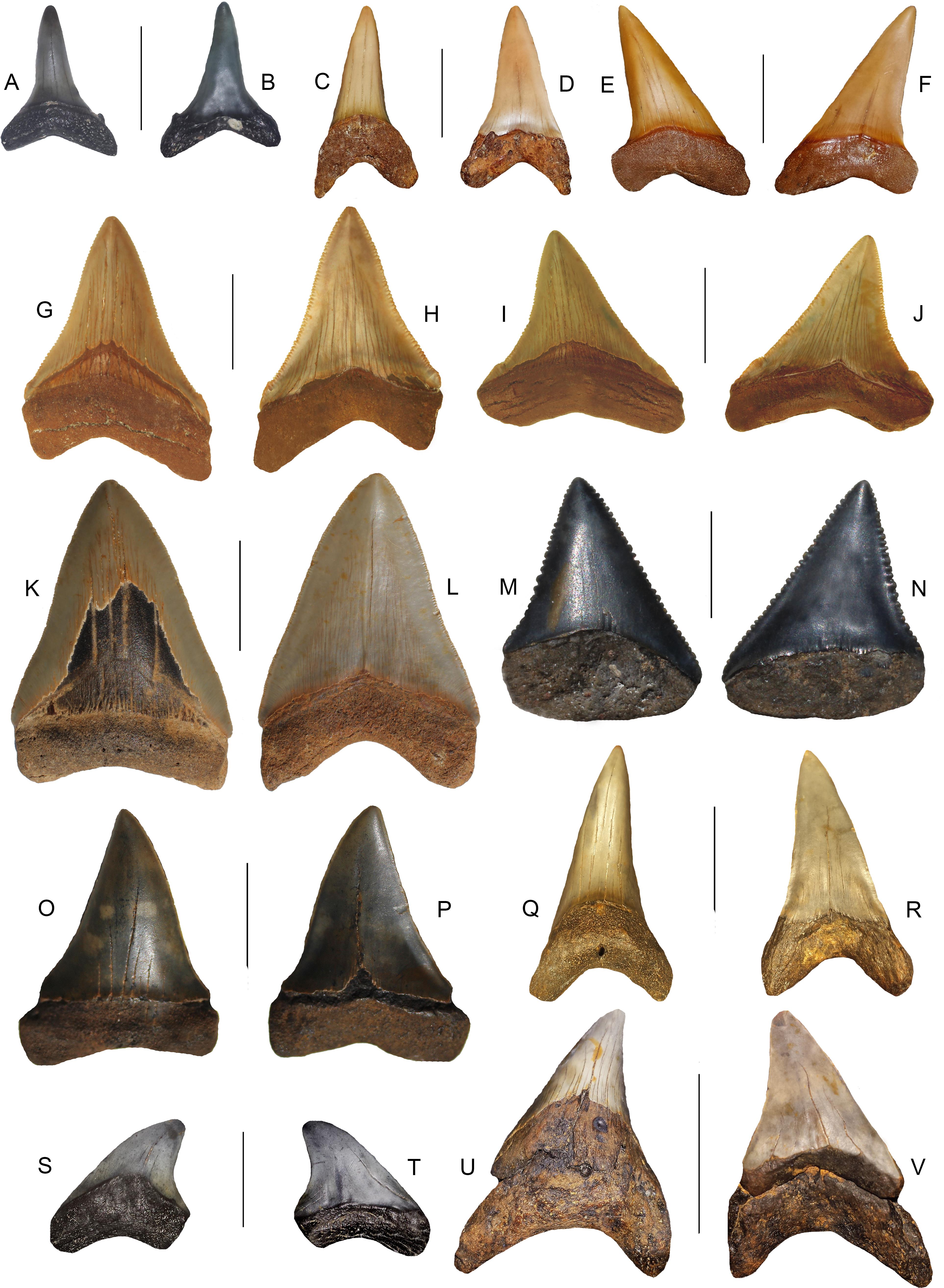 Lamniform and Carcharhiniform Sharks from the Pungo River and Yorktown ...