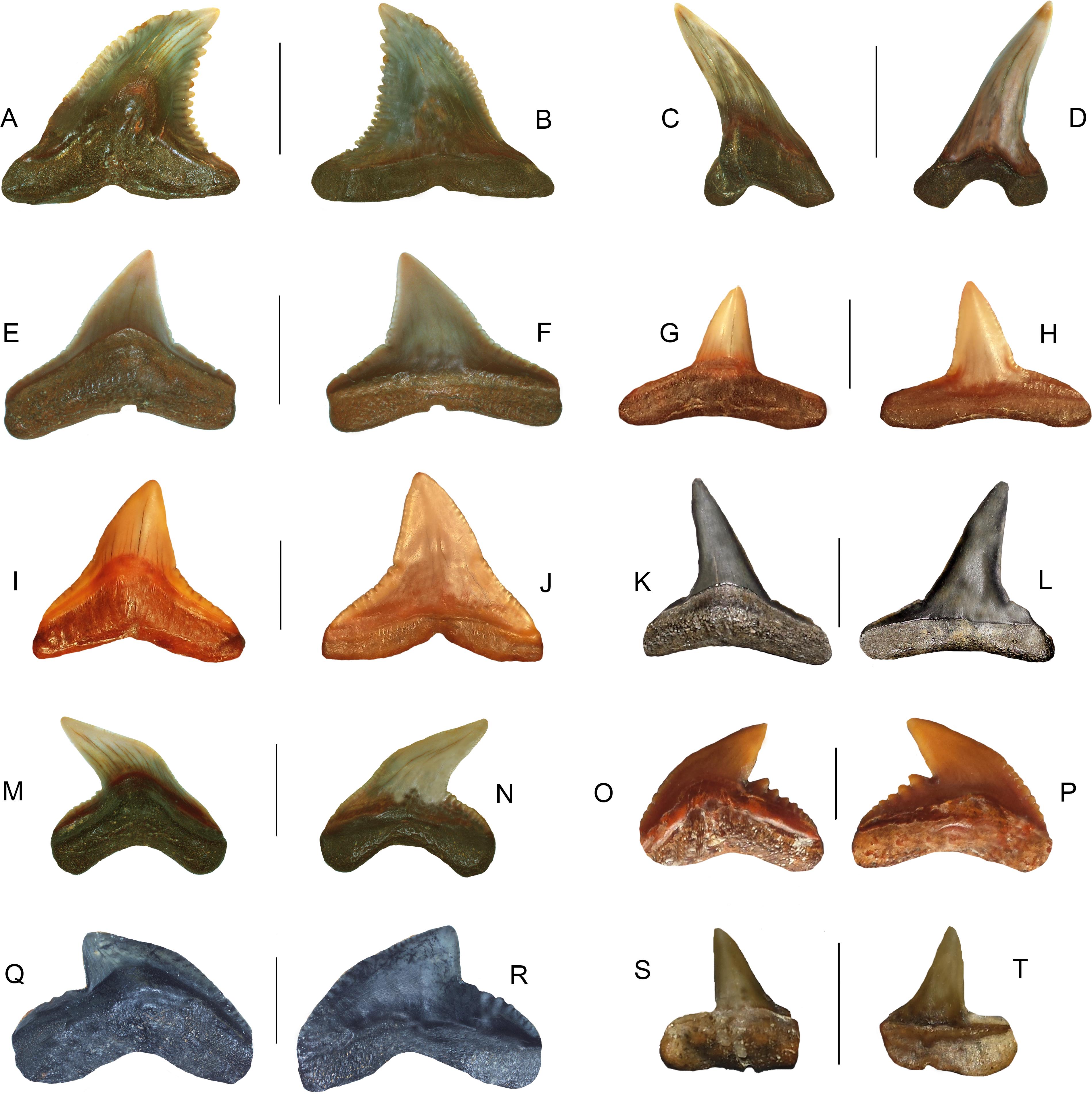 Lamniform and Carcharhiniform Sharks from the Pungo River and Yorktown ...