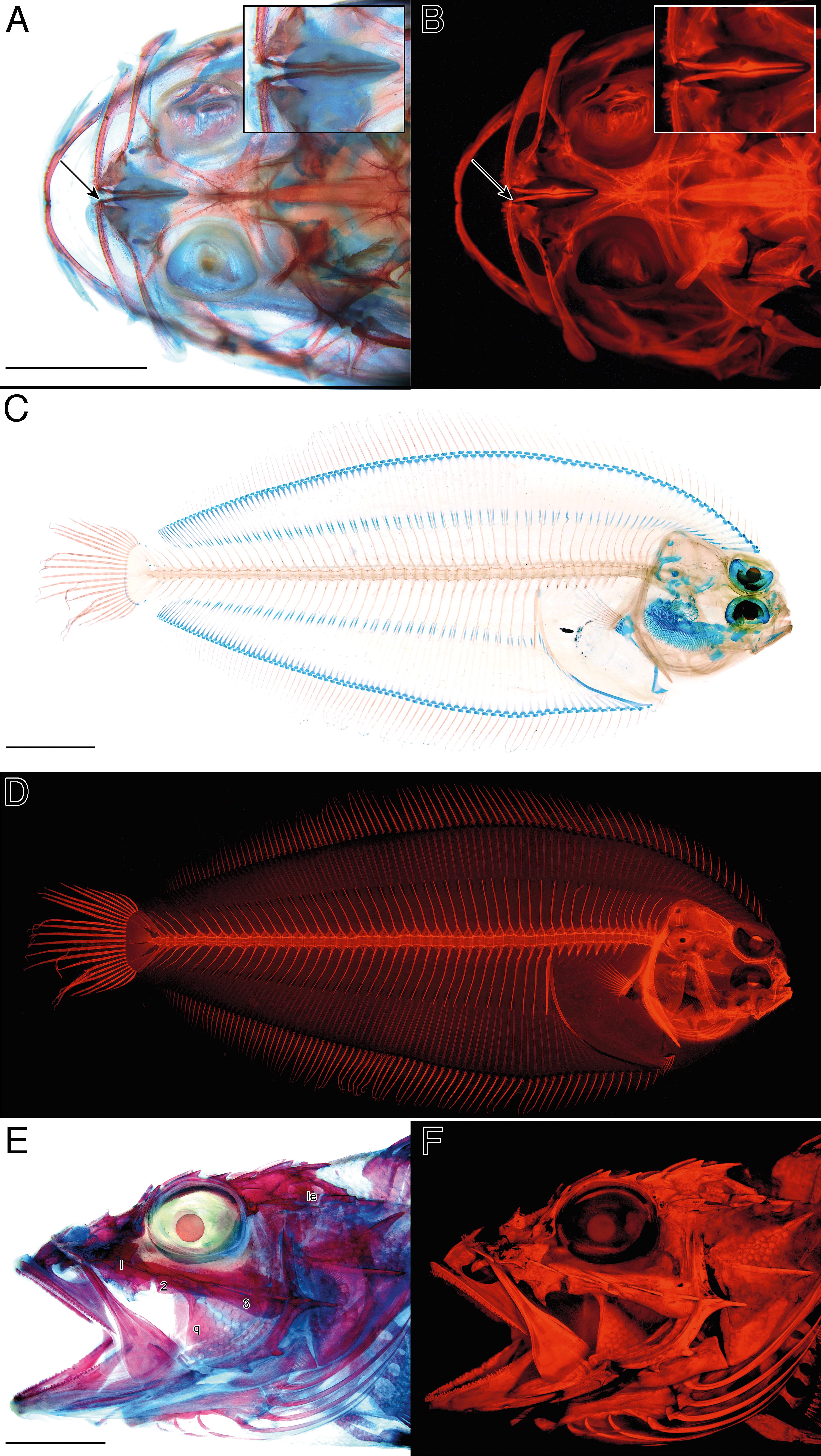 Fish Skeleton Embedded Specimen Fish Bones Biology Anatomy Teaching Aids 