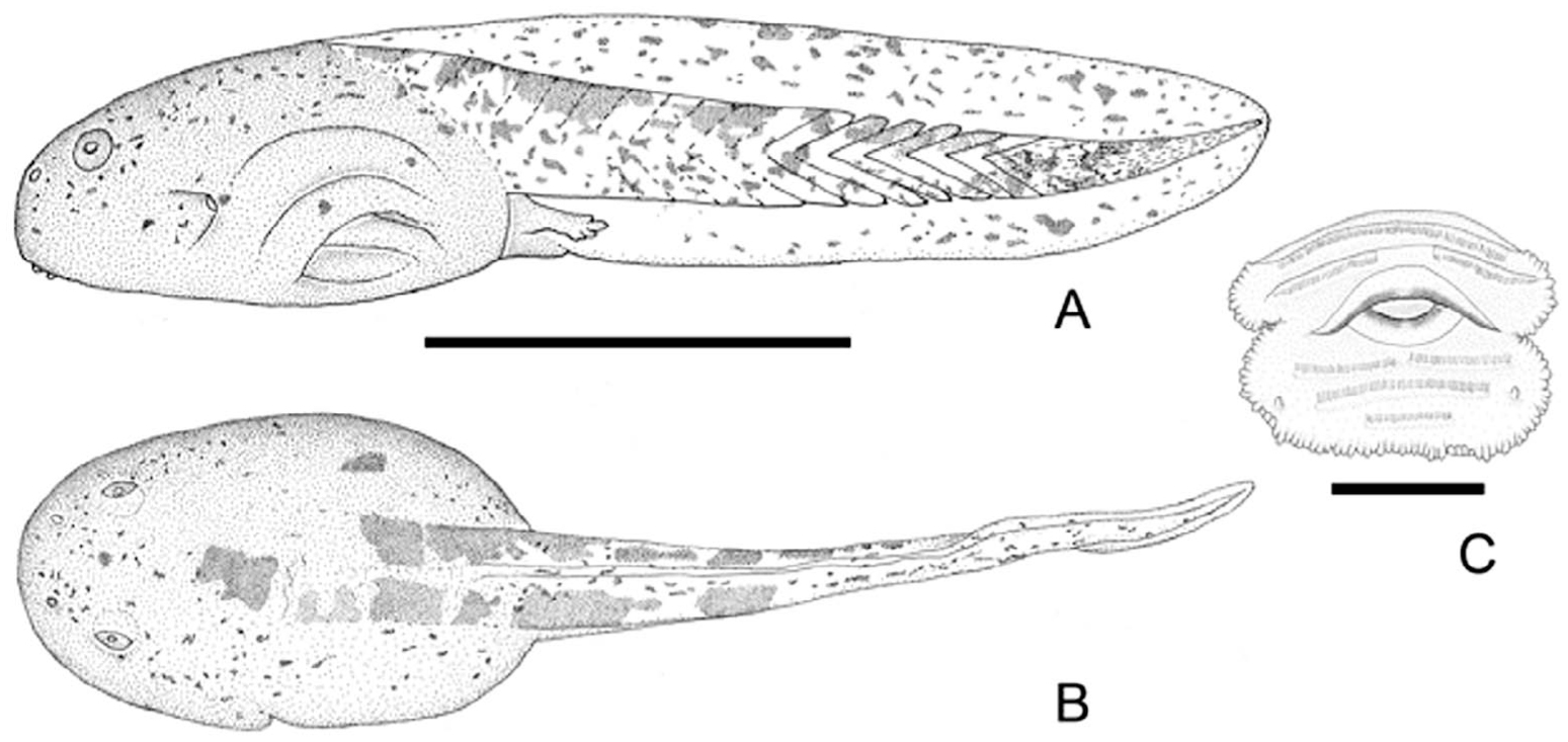 Review of the Internal Larval Anatomy of the Proceratophrys bigibbosa ...