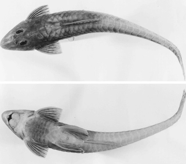 Three New Species Of The Loricariid Catfish Genus