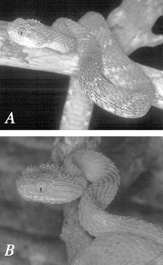 Species New to Science: [Herpetology • 2000] A Redescription of Atheris  squamigera (Hallowell, 1854) • widespread species of Central Africa