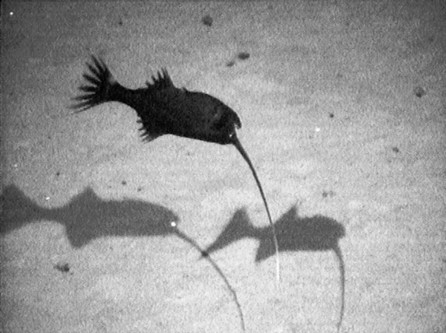 Whipnose Anglerfish Swim Upside Down - The New York Times