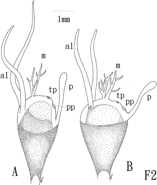 New Species Of Deep Sea Ceratioid Anglerfish Oneirodes Pietschi Lophiiformes Oneirodidae From The North Pacific Ocean