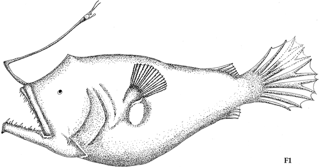 New Species Of Deep Sea Ceratioid Anglerfish Oneirodes Pietschi Lophiiformes Oneirodidae From The North Pacific Ocean