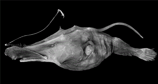 New Species of the Ceratioid Anglerfish Genus Lasiognathus Regan ...