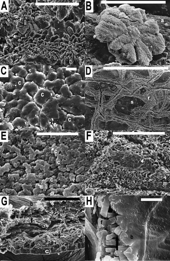 Chemical Composition And Structure Of The Eggshell Of Three Oviparous Lizards