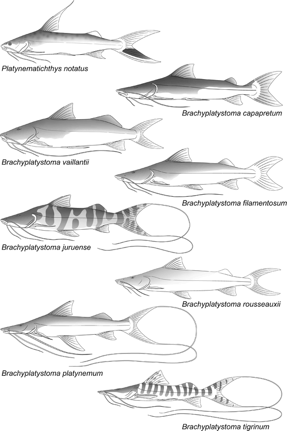 Brachyplatystoma capapretum: a New Species of Goliath Catfish from the ...