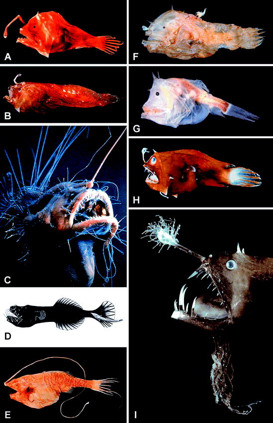 female angler fish absorbs male