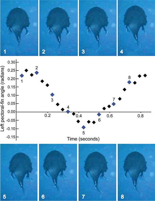 Whipnose Anglerfish Swim Upside Down - The New York Times