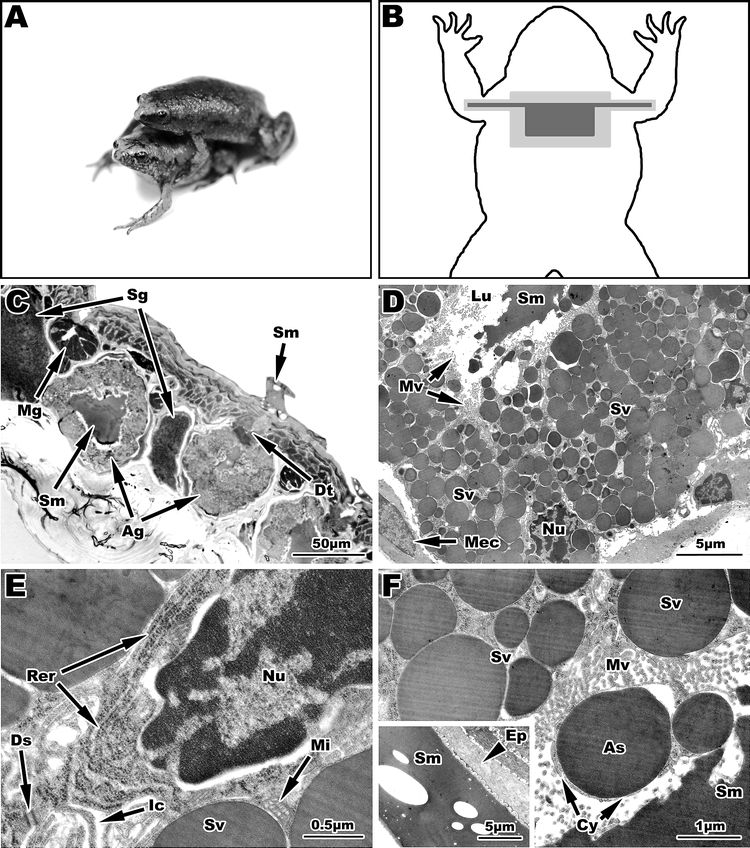 Ultrastructure And Histochemistry Of The Adhesive Breeding Glands In