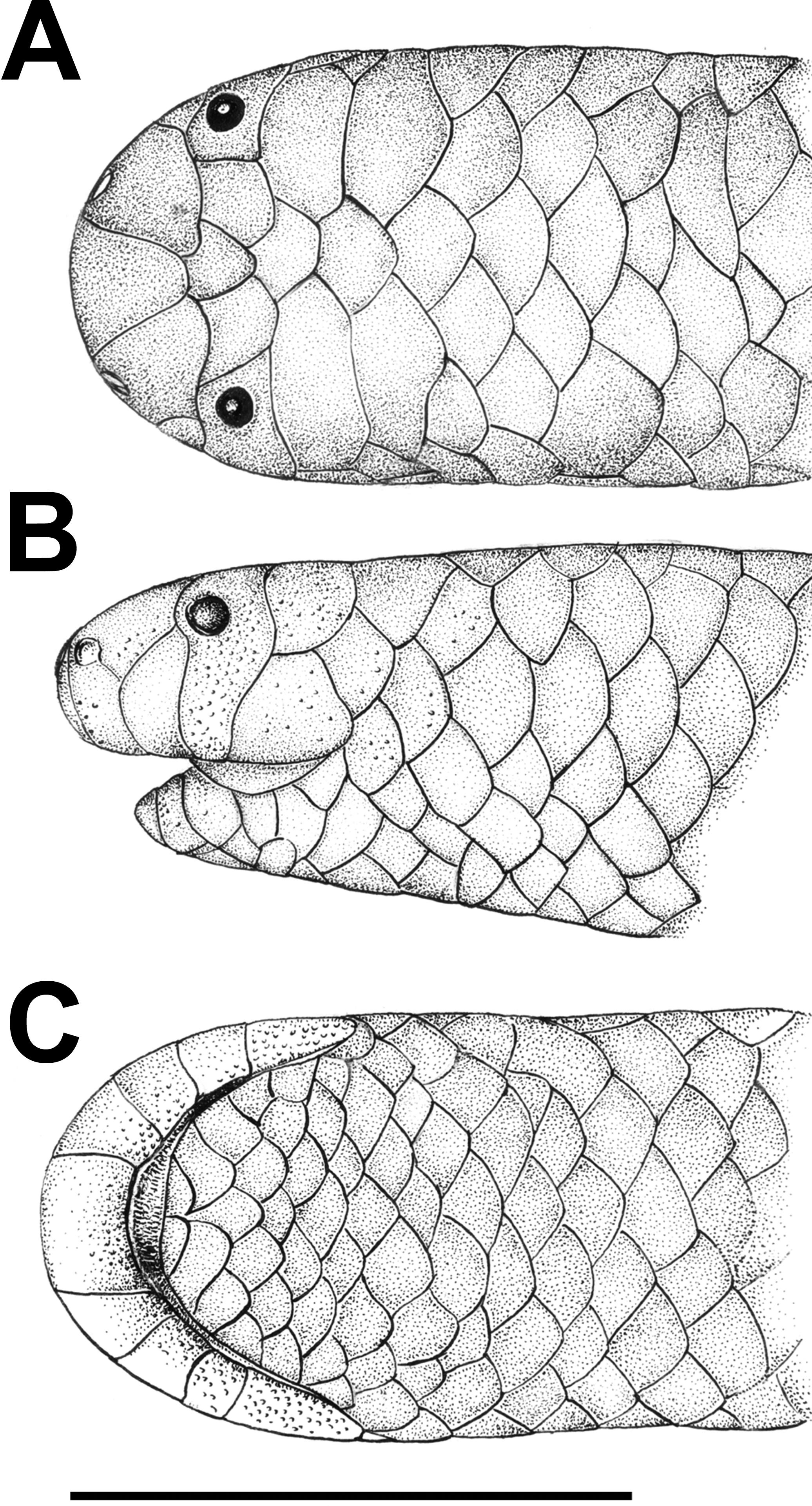 A New Blind Snake Species of the Genus Tricheilostoma from