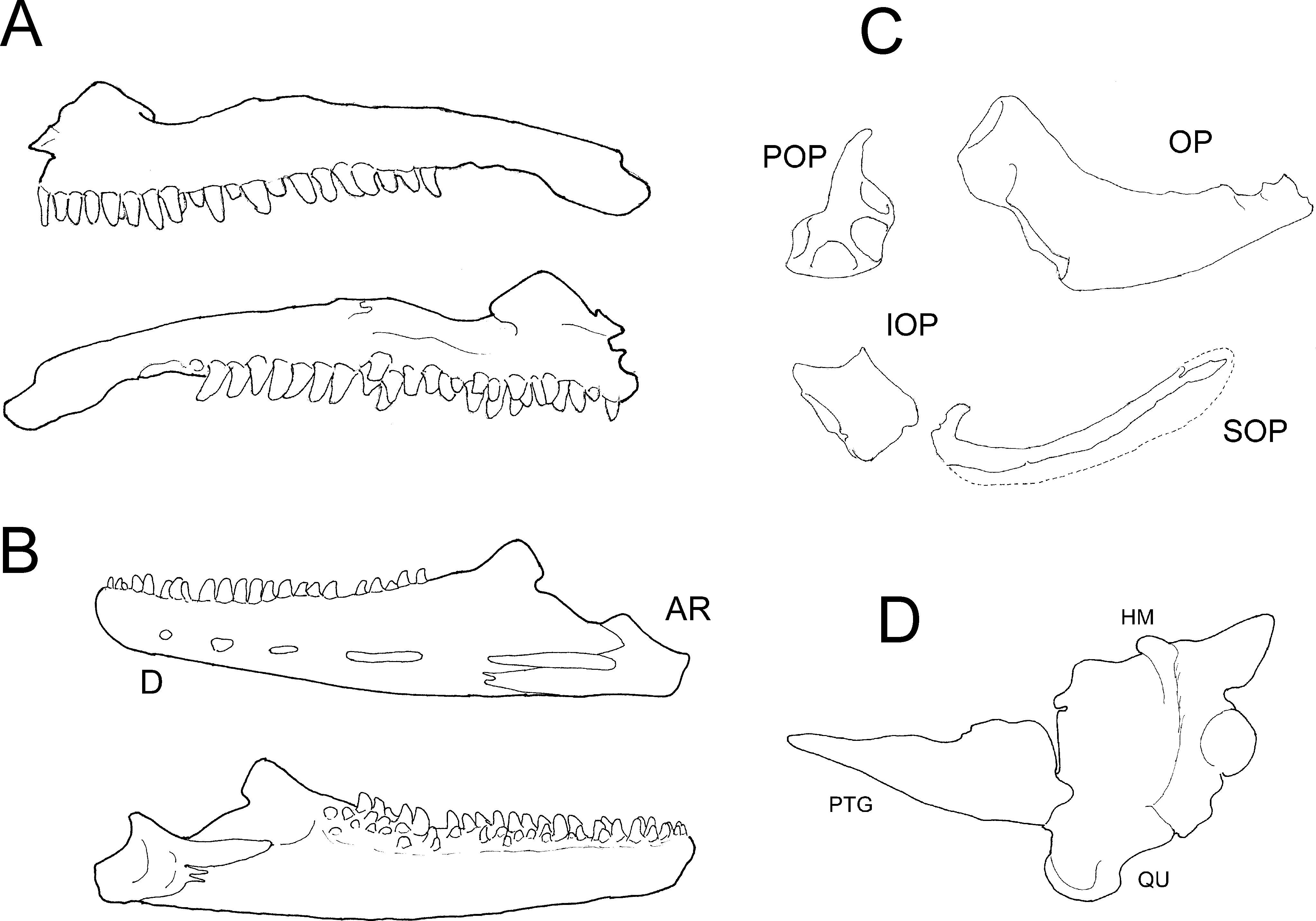 A Redescription of the Eel Panturichthys fowleri (Anguilliformes ...